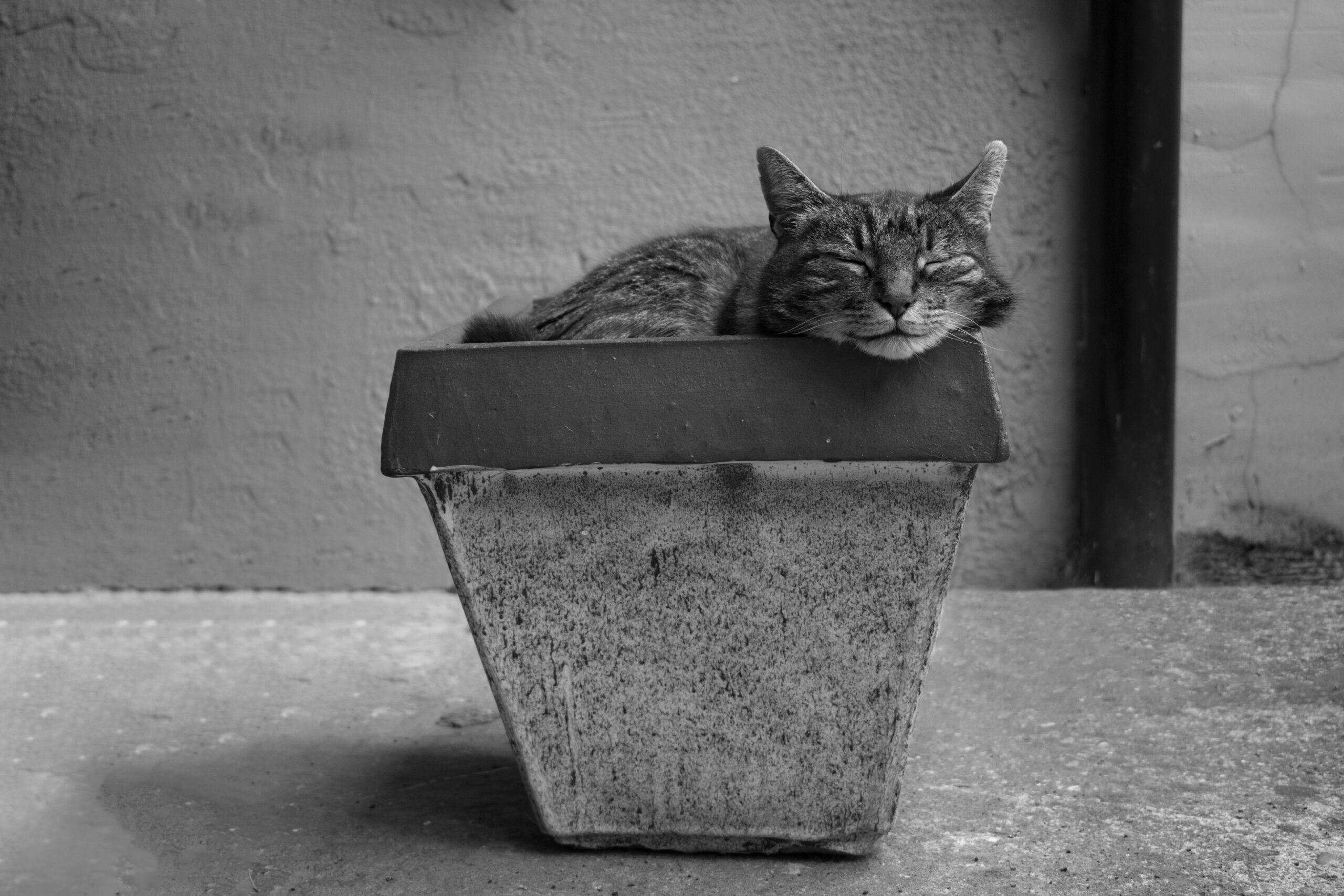 Katsjoe, een gestreepte kat, slaapt opgekruld in een grote bloempot, in zwart-wit.